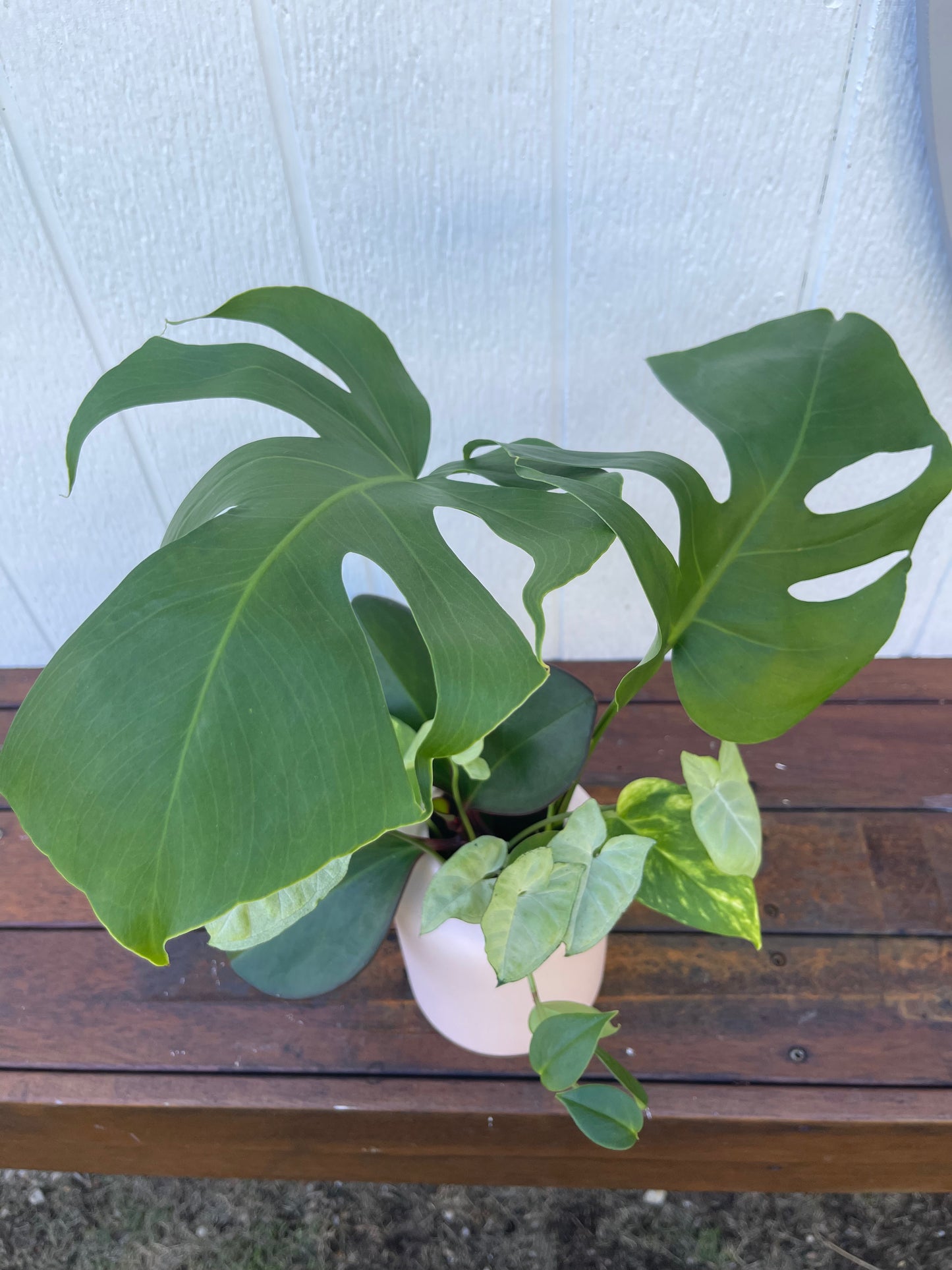 Plant Bouquet in Pink Ceramic Pot