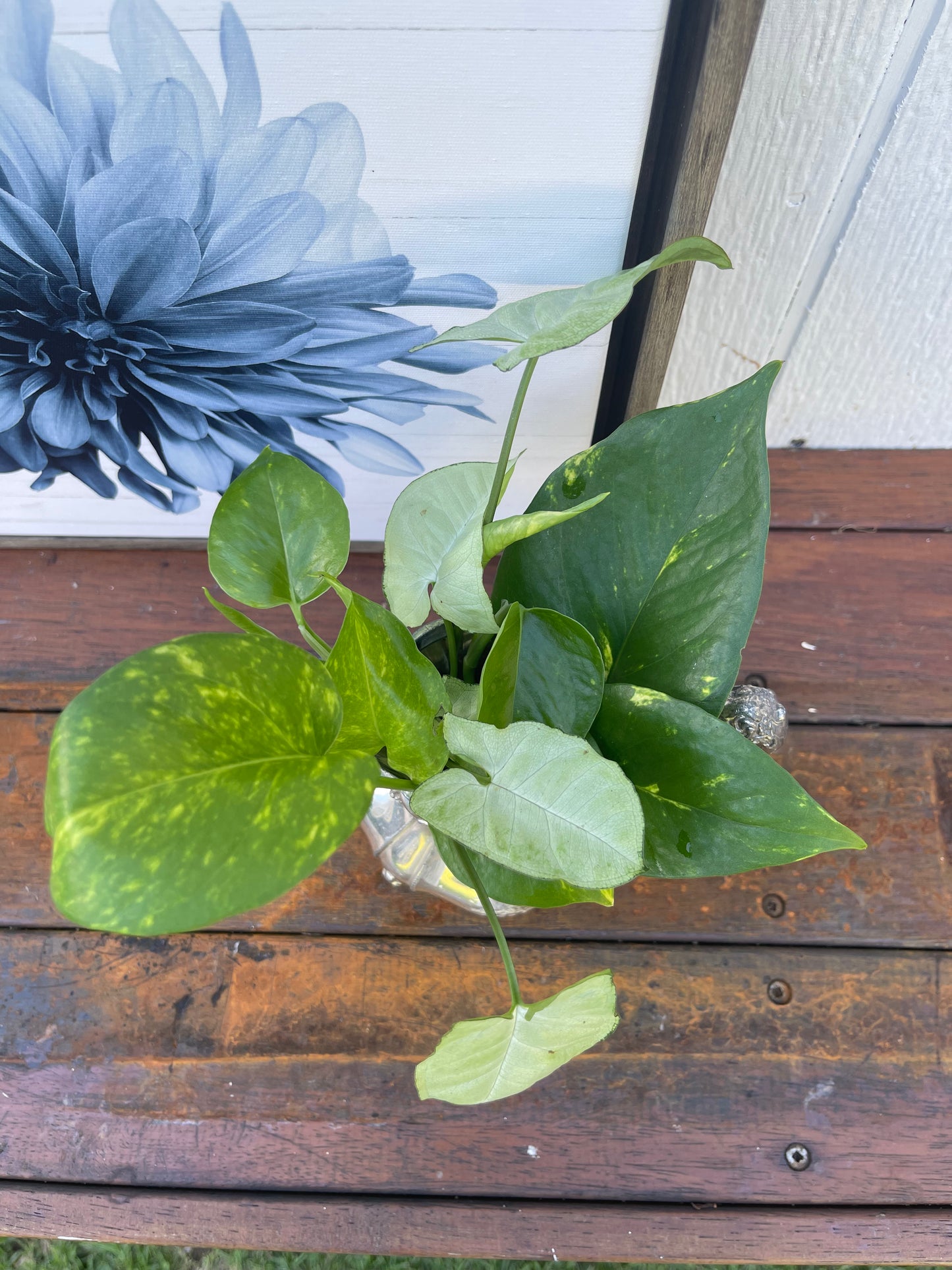 Plant Bouquet in Sterling Silver Jug