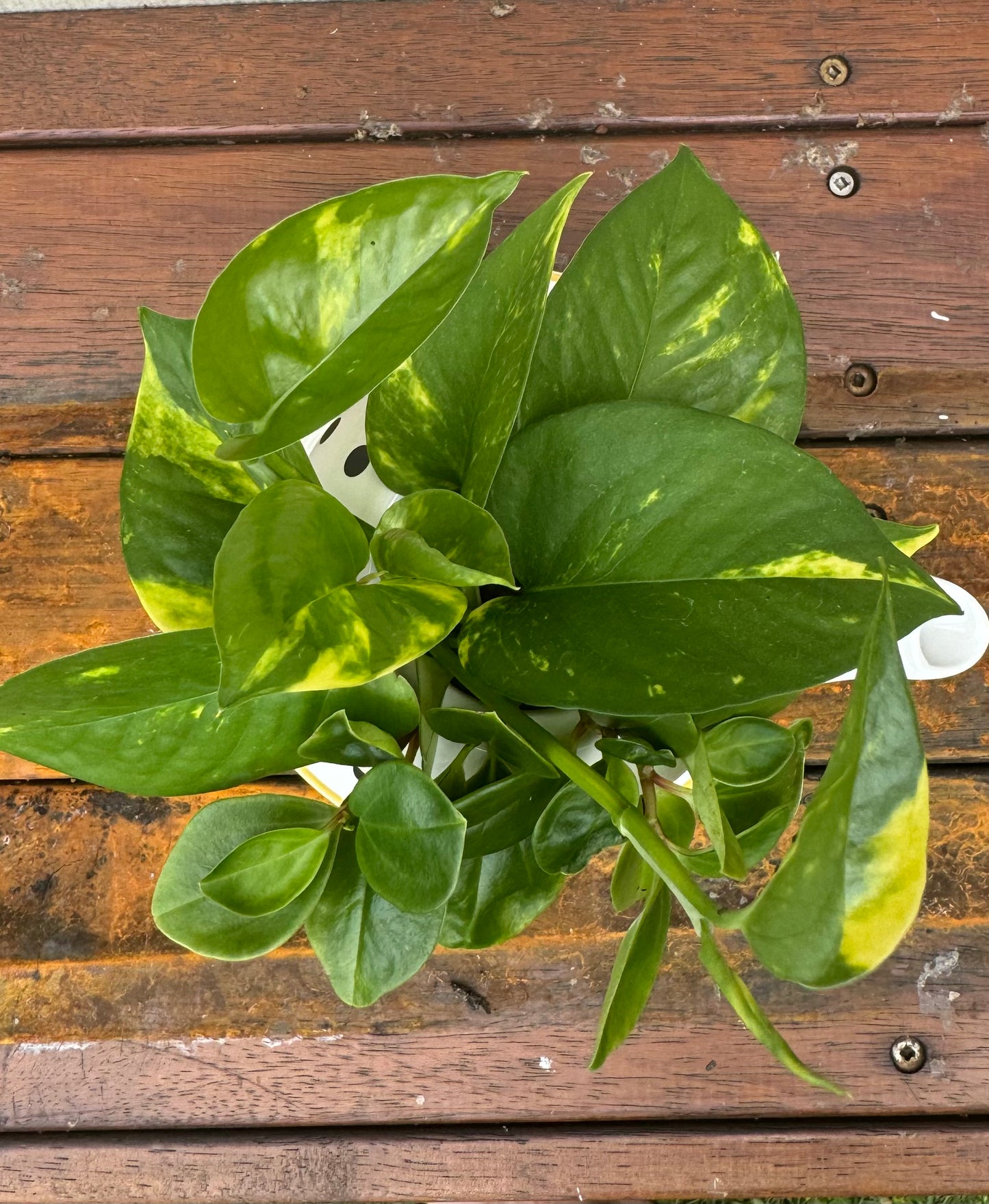 Teapot Plant Bouquet