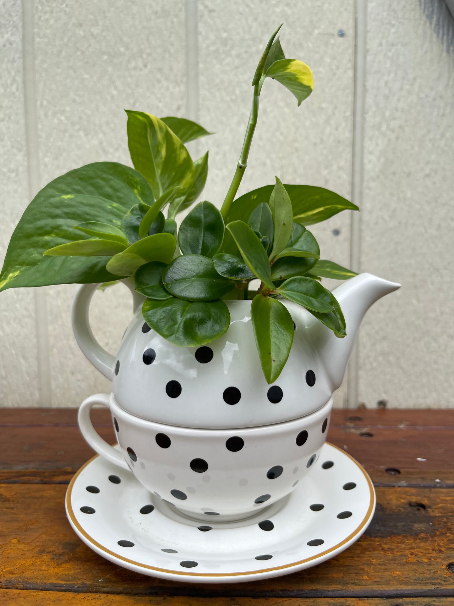 Teapot Plant Bouquet