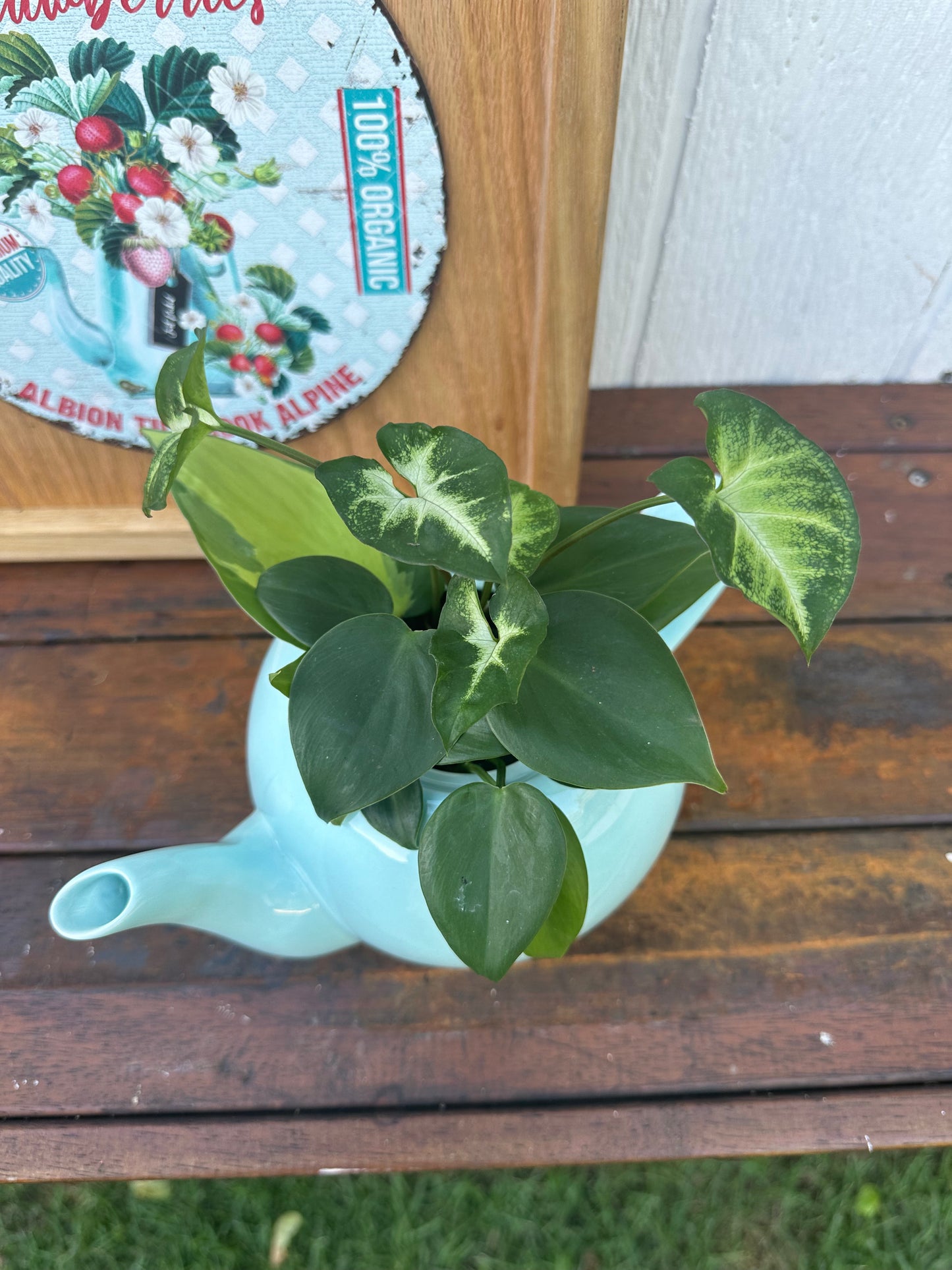 Plant Bouquet in Baby Blue Teapot
