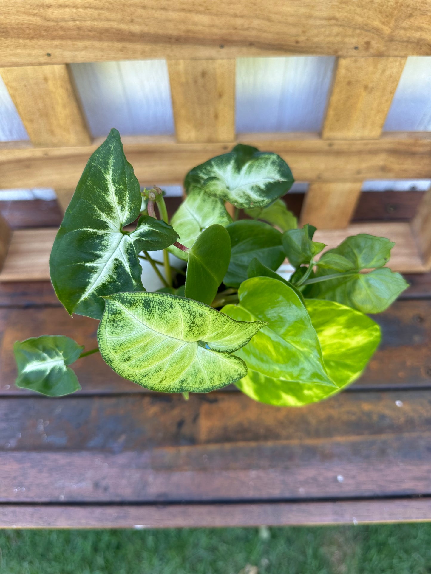 Plant Bouquet in White Vintage Jug