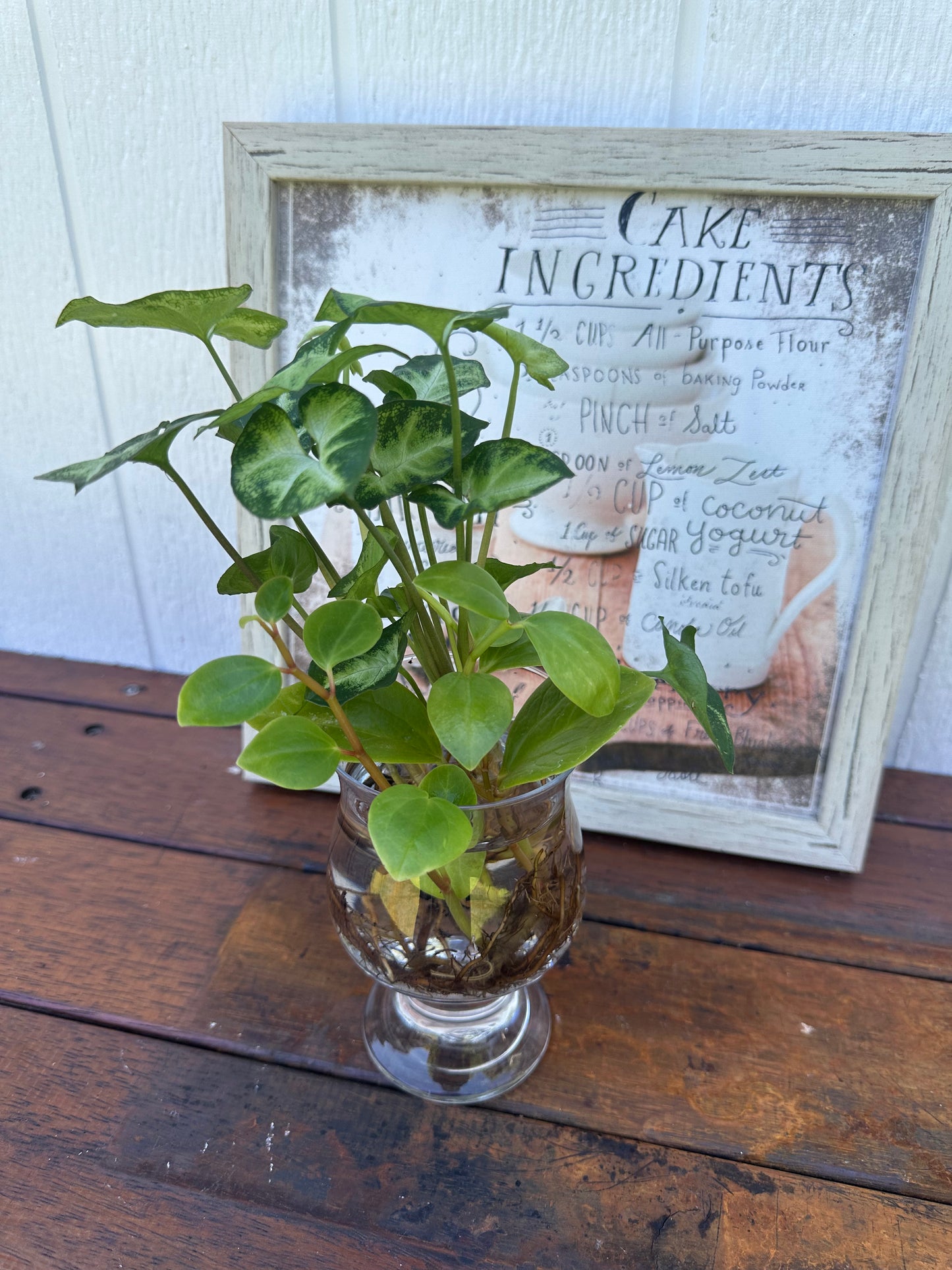 Plant Bouquet in Glass Vase