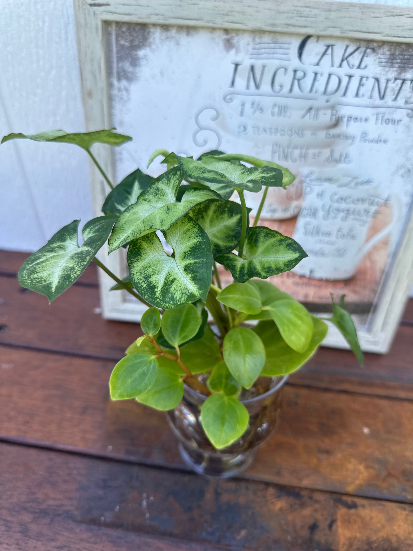 Plant Bouquet in Glass Vase
