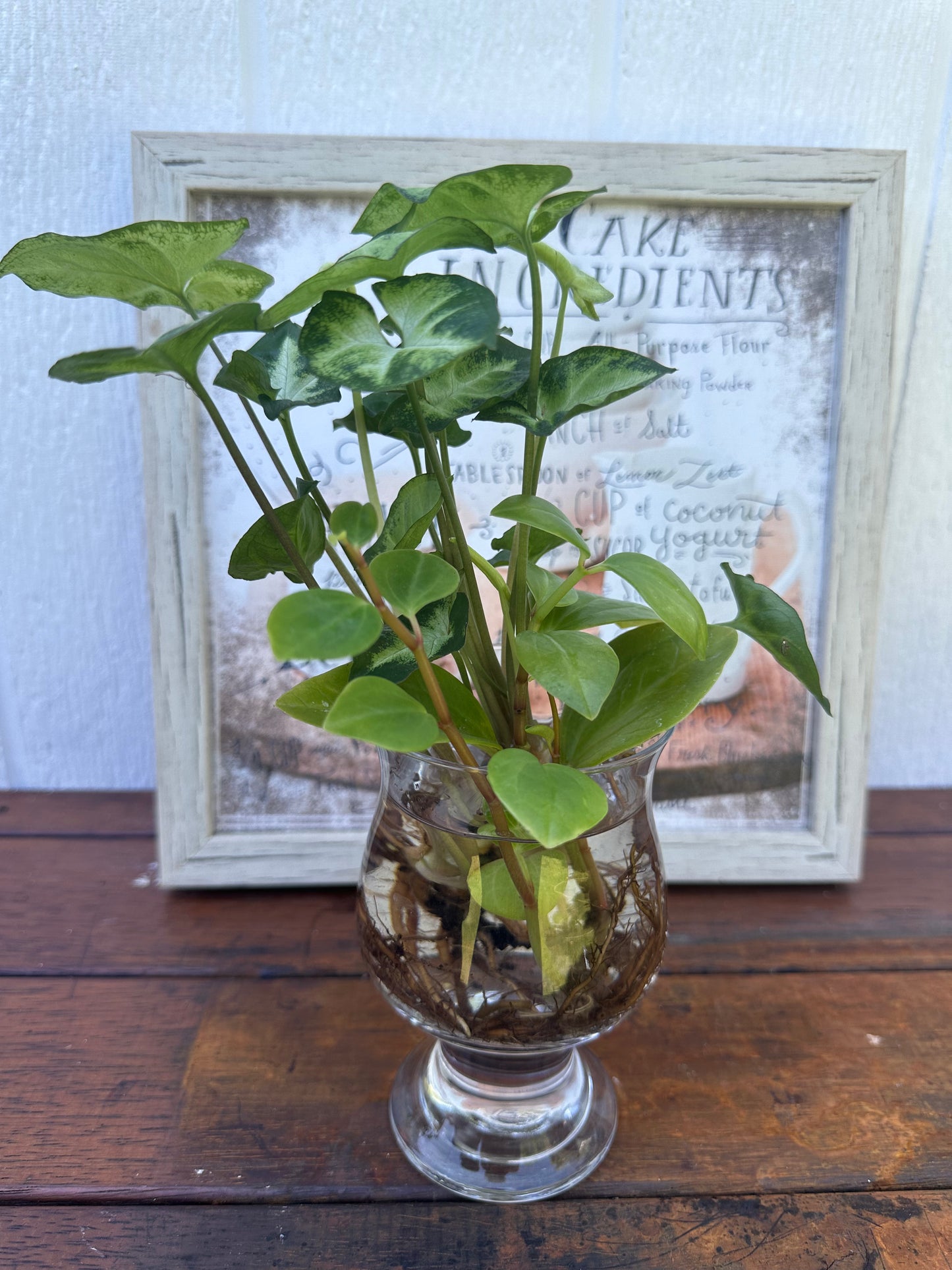 Plant Bouquet in Glass Vase