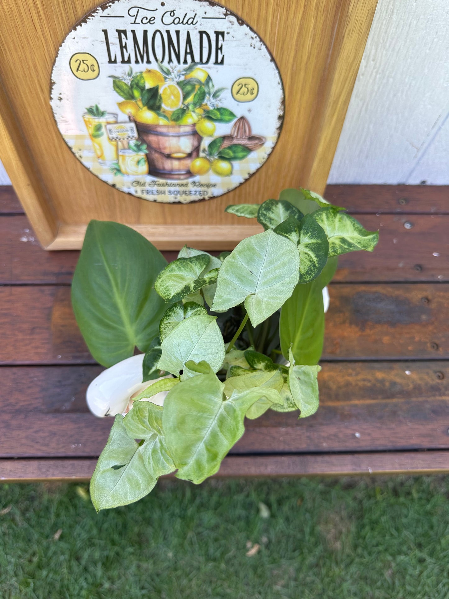 Plant Bouquet in Swan Vase