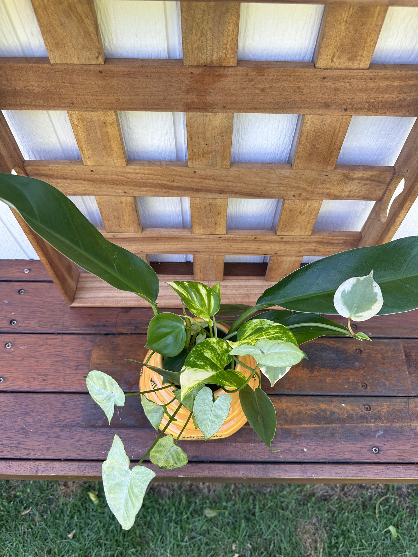 Plant Bouquet in Bee Hive Vase