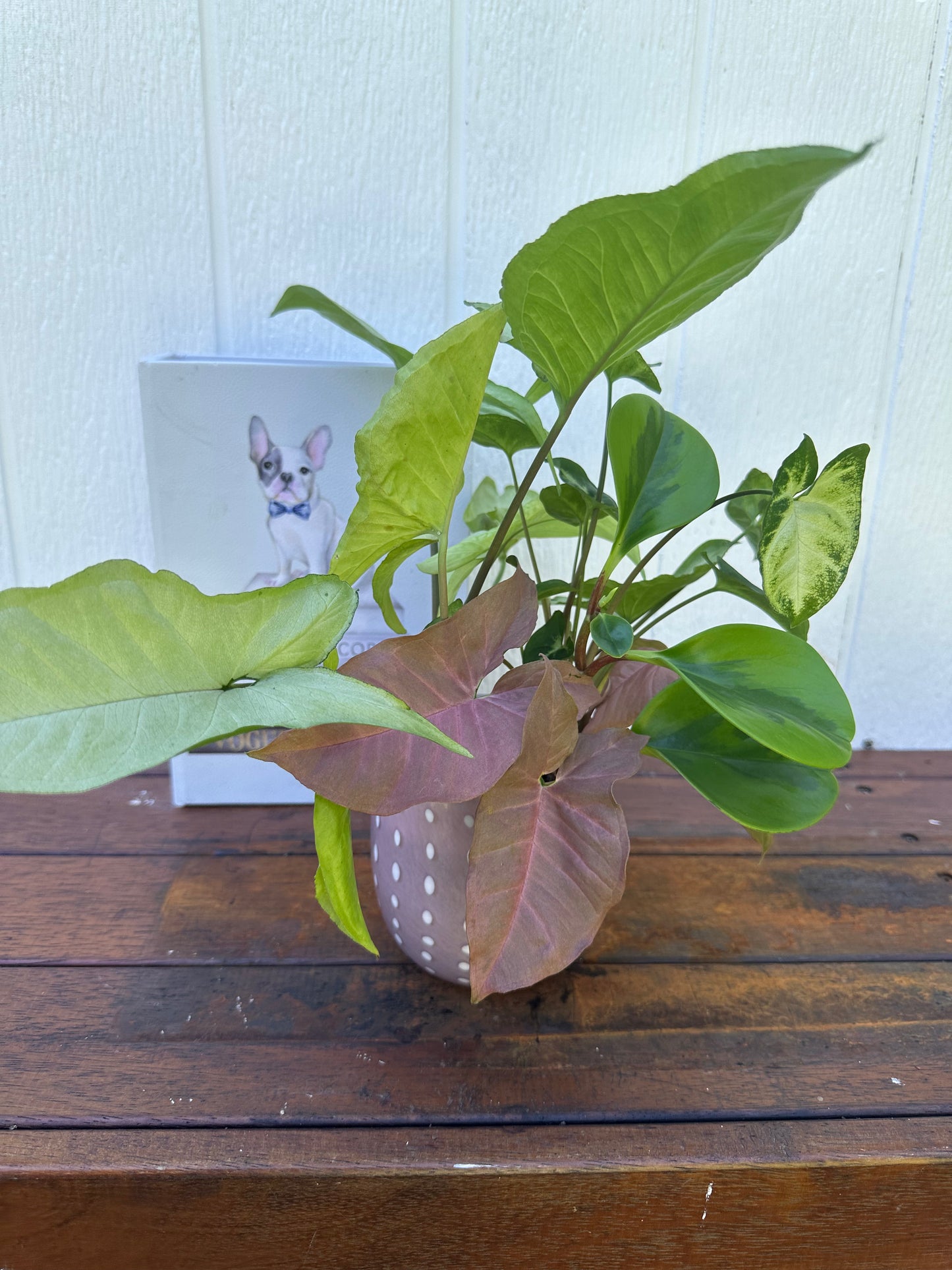 Plant Bouquet in Pink Vase with White Polka Dots