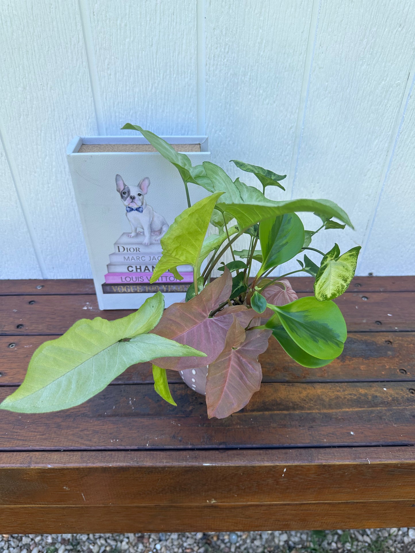 Plant Bouquet in Pink Vase with White Polka Dots