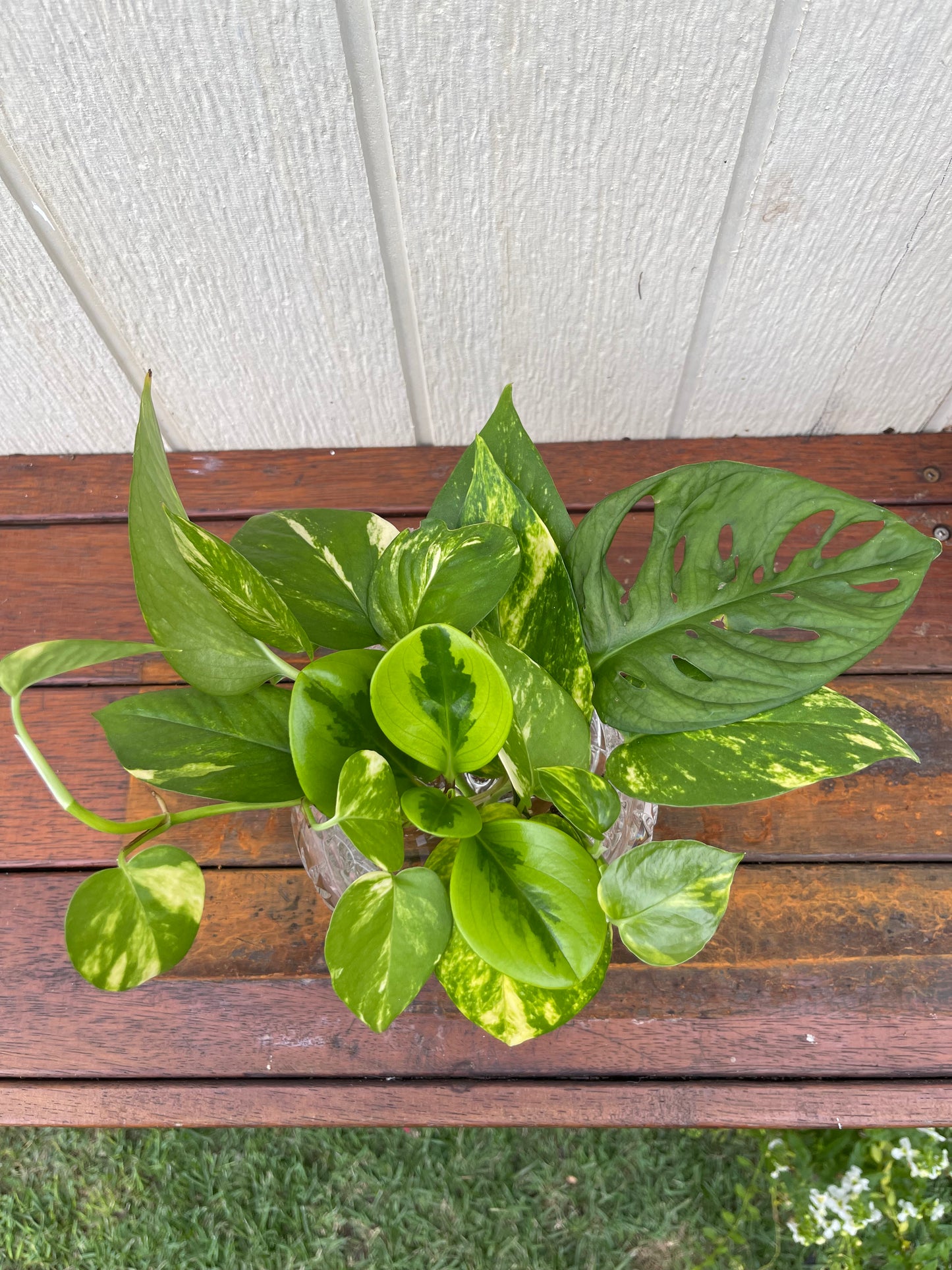 Plant Bouquet in Crystal Vase