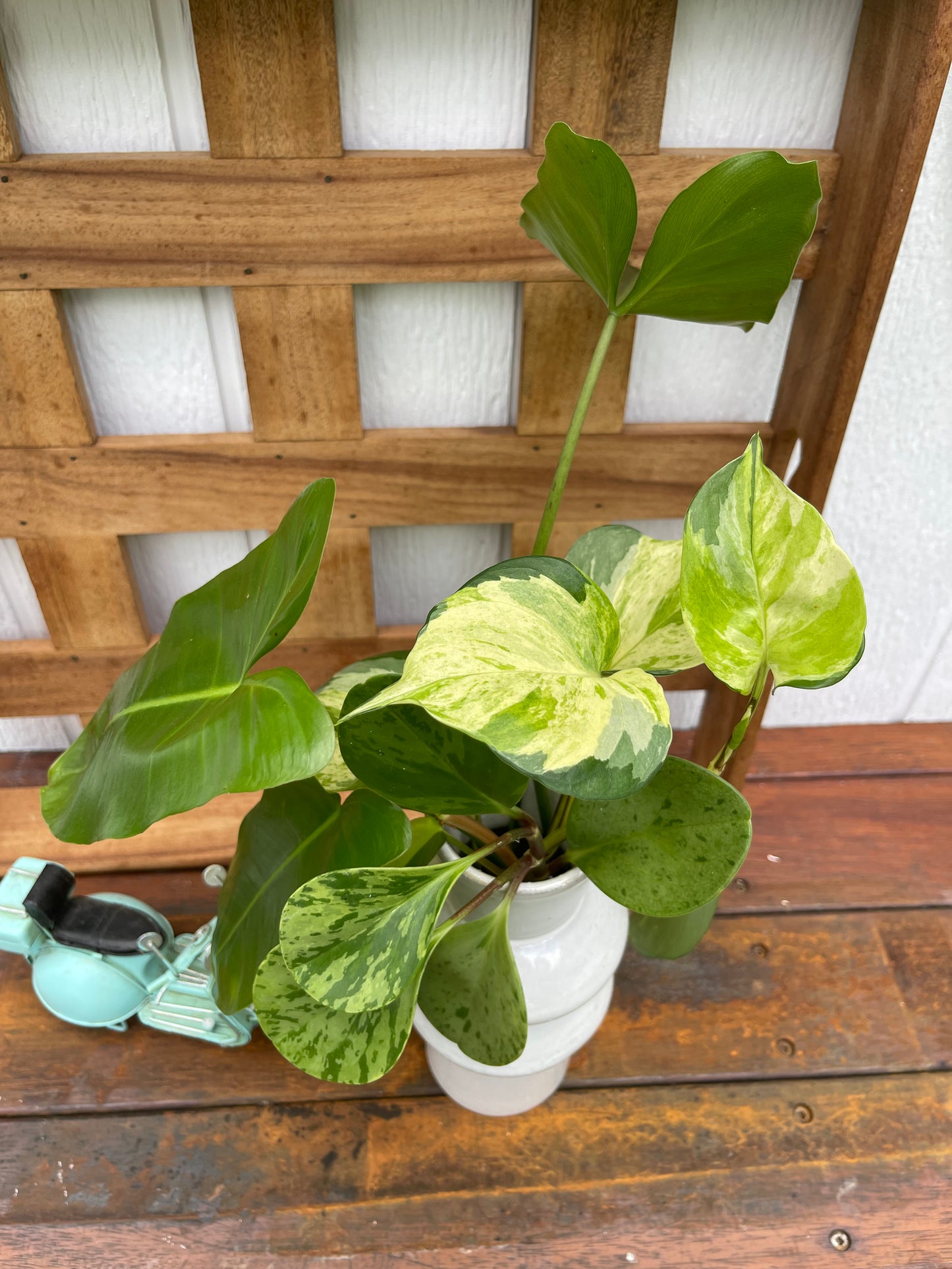 Plant Bouquet in Beige Ceramic Vase