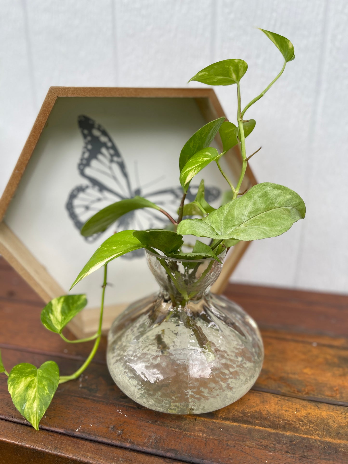 Plant Bouquet in Glass Vase