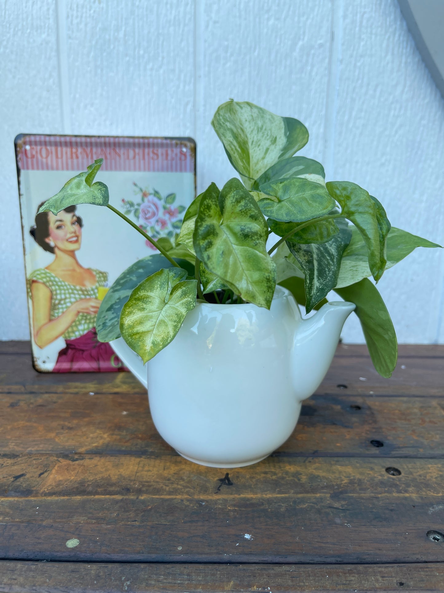 Plant Bouquet in White Teapot