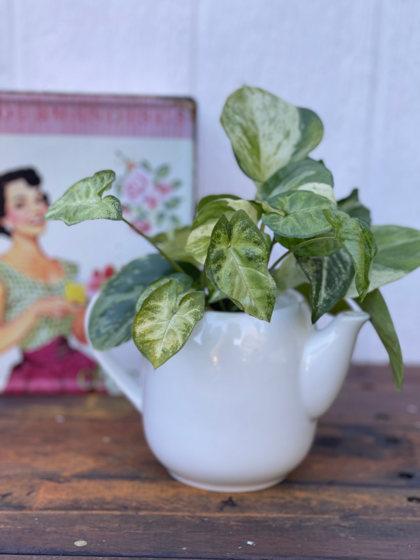 Plant Bouquet in White Teapot