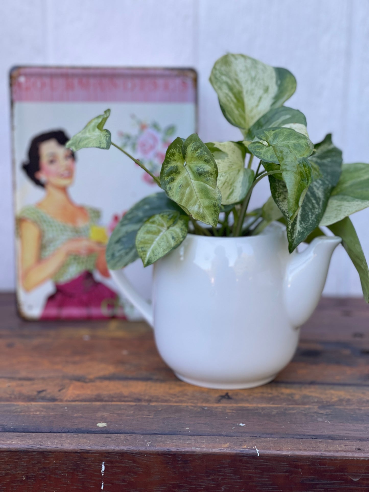 Plant Bouquet in White Teapot