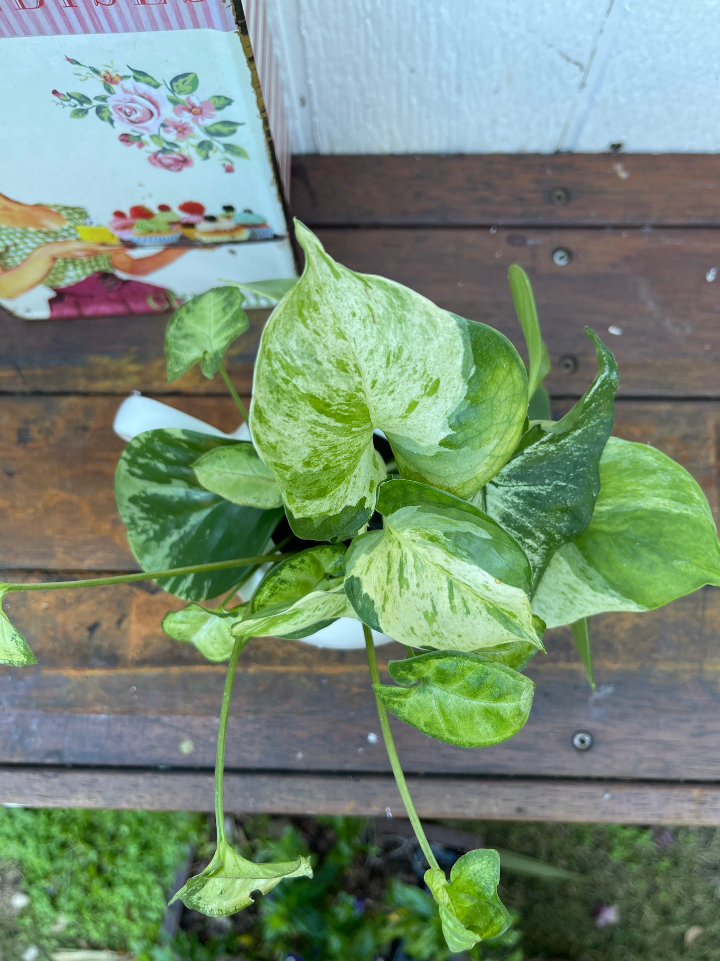 Plant Bouquet in White Teapot