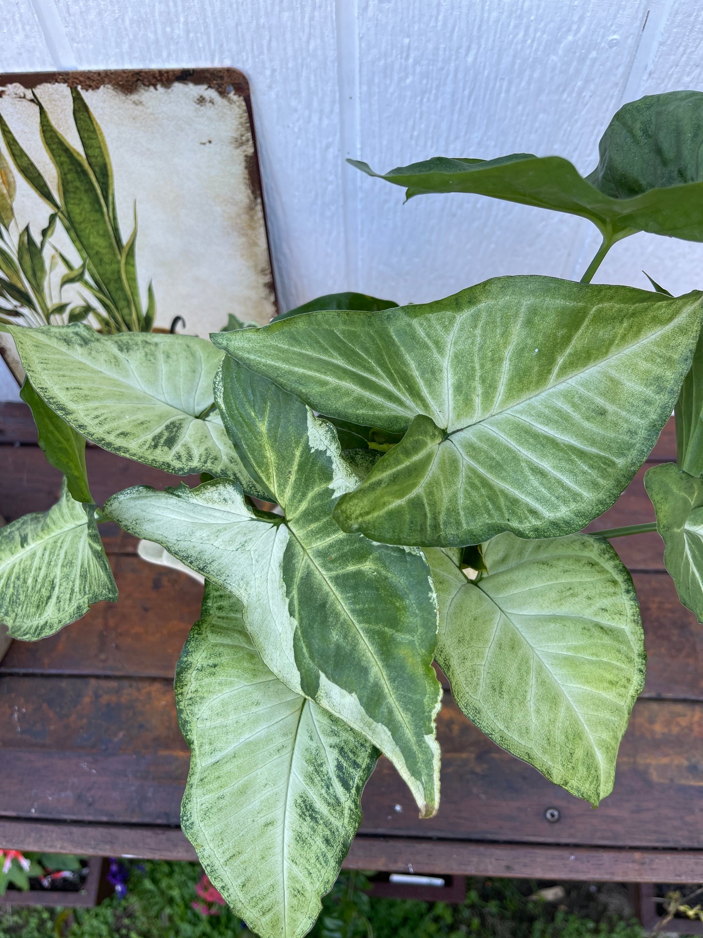 Plant Bouquet in Tall White Teapot