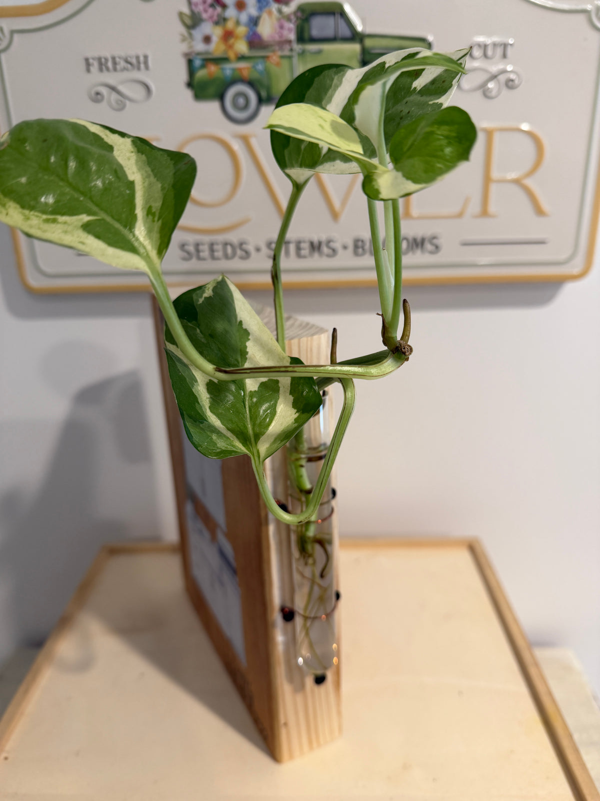 Propagating At Home (Bathroom image)