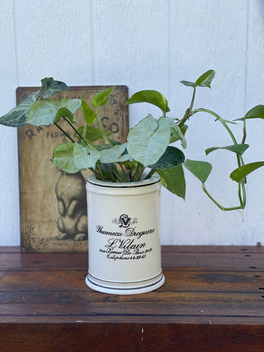 Plant Bouquet in Glossy White Pot