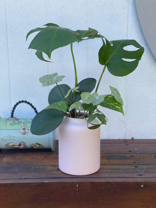 Plant Bouquet in Pink Ceramic Pot