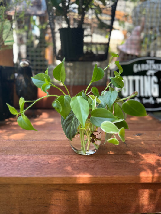 Glass Jar Plant Bouquet
