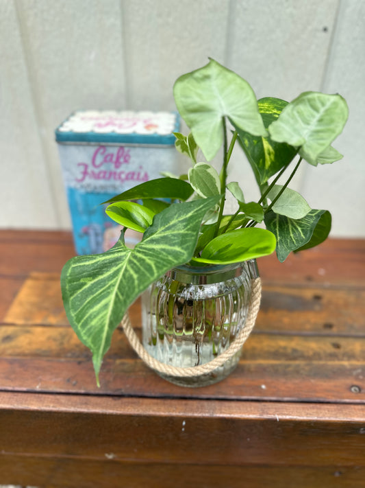 Plant Bouquet in Glass Jar with Rope Handle