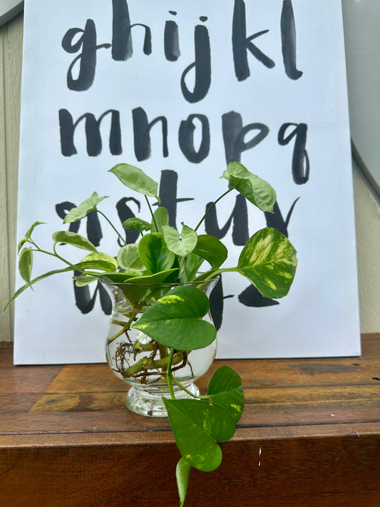 Plant Bouquet in Glass Jar