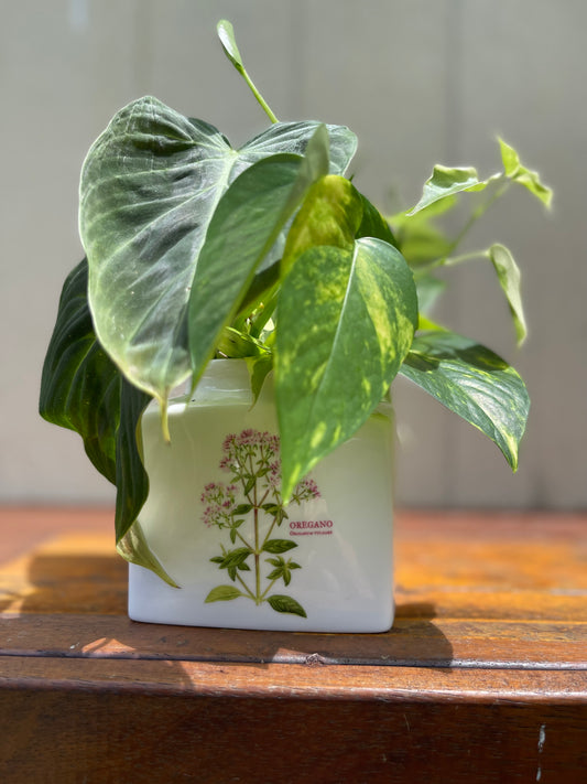 White Antique Jar Plant Bouquet