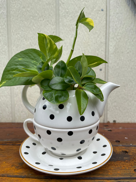 Teapot Plant Bouquet