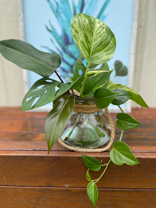 Plant Bouquet in Glass Jar with Rope Handle