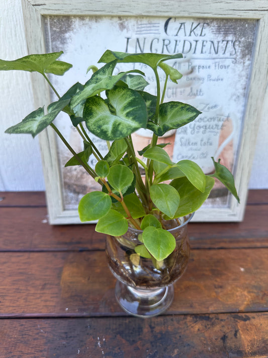 Plant Bouquet in Glass Vase