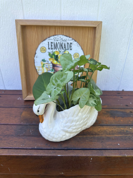 Plant Bouquet in Swan Vase