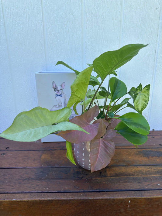 Plant Bouquet in Pink Vase with White Polka Dots
