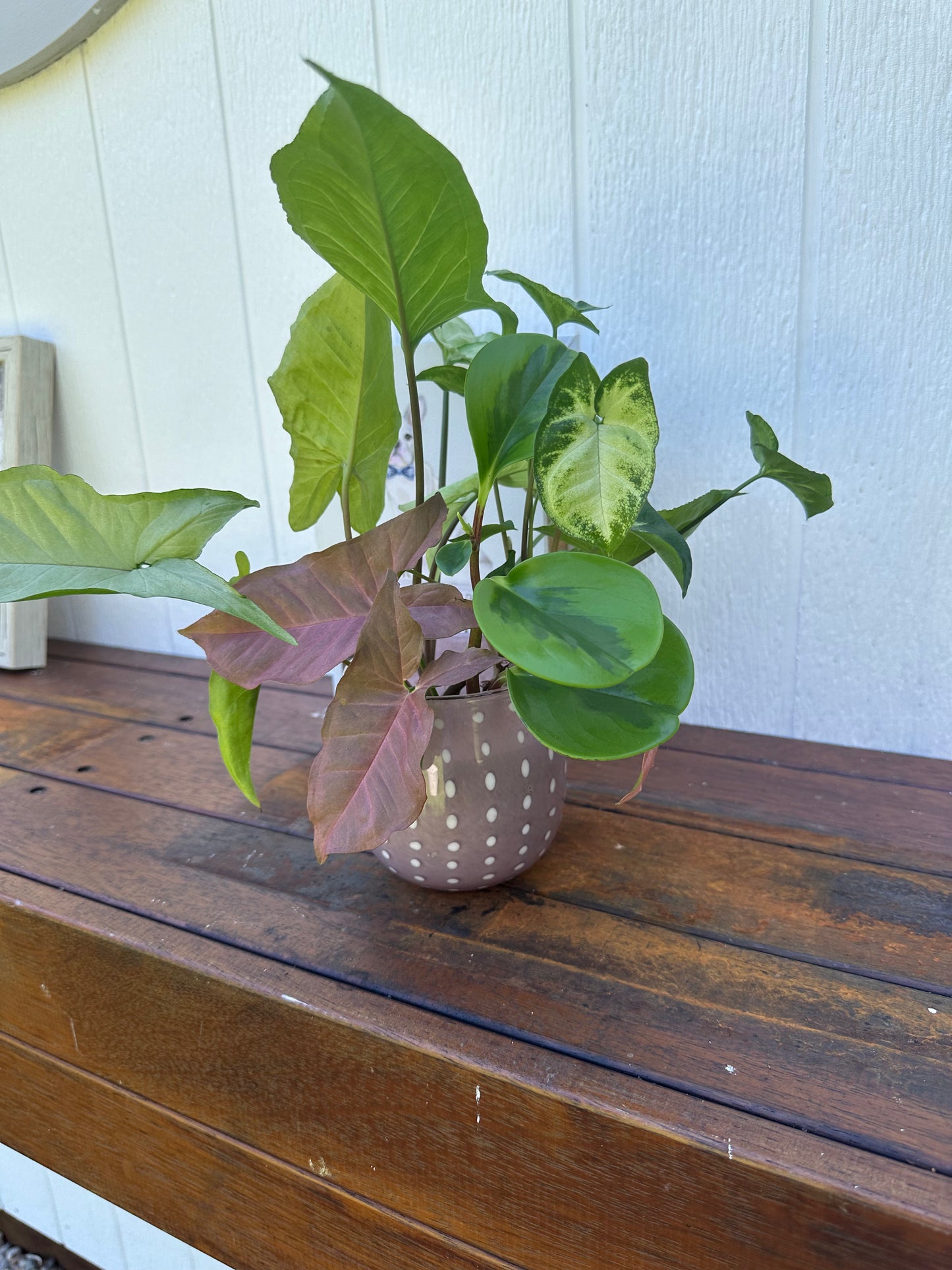Plant Bouquet in Pink Vase with White Polka Dots