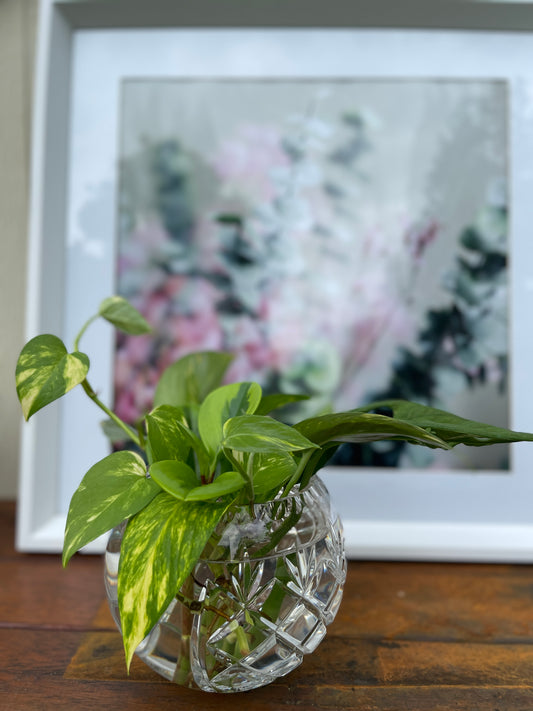 Plant Bouquet in Crystal Vase