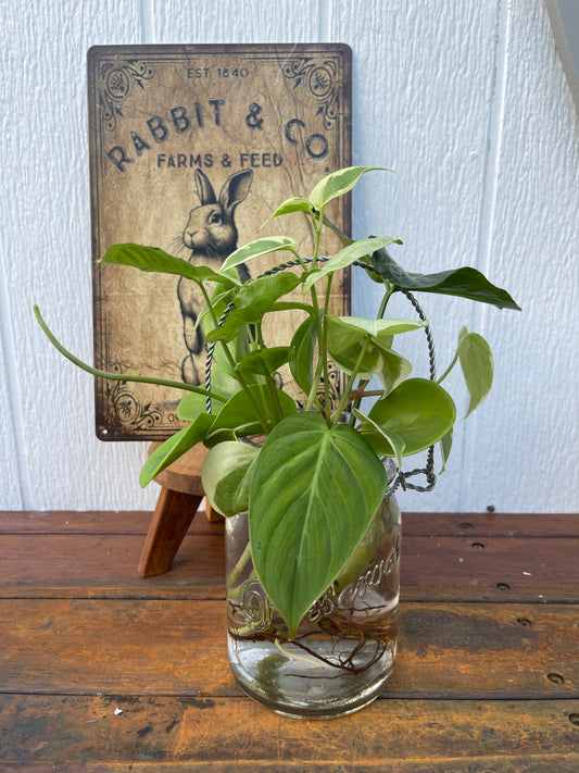 Plant Bouquet in Glass Jar with Wire Handle