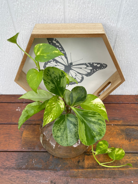 Plant Bouquet in Glass Vase