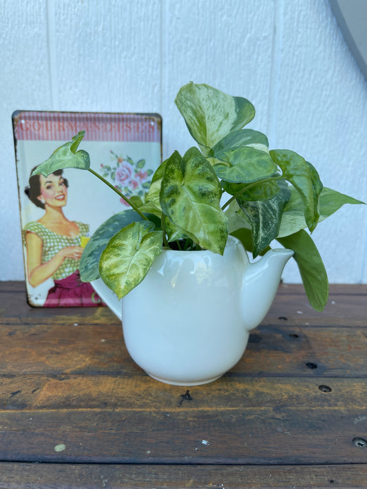 Plant Bouquet in White Teapot