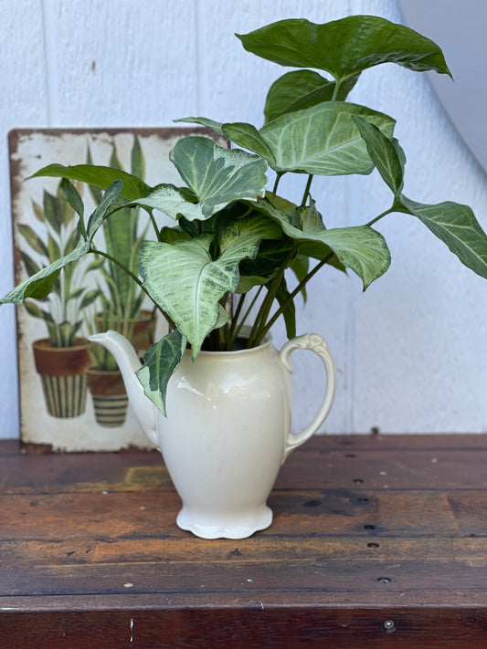 Plant Bouquet in Tall White Teapot