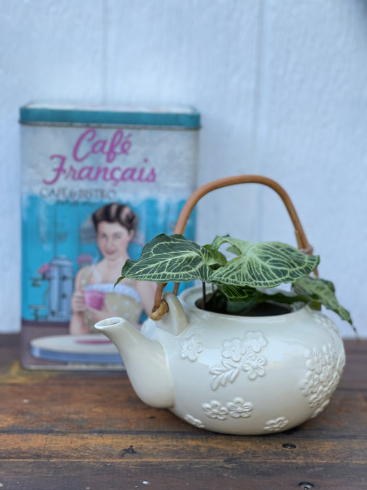 Plant Bouquet in White Ceramic Teapot with Wooden Handle