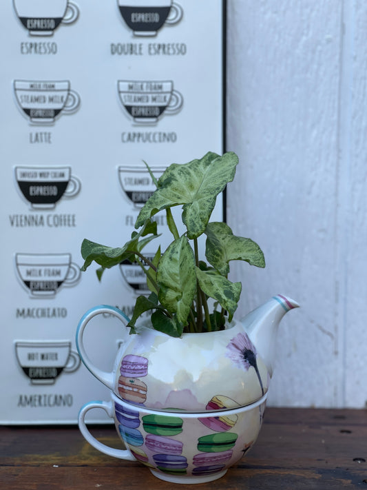 Plant Bouquet in White Ceramic Teapot with Macaroon and flower design