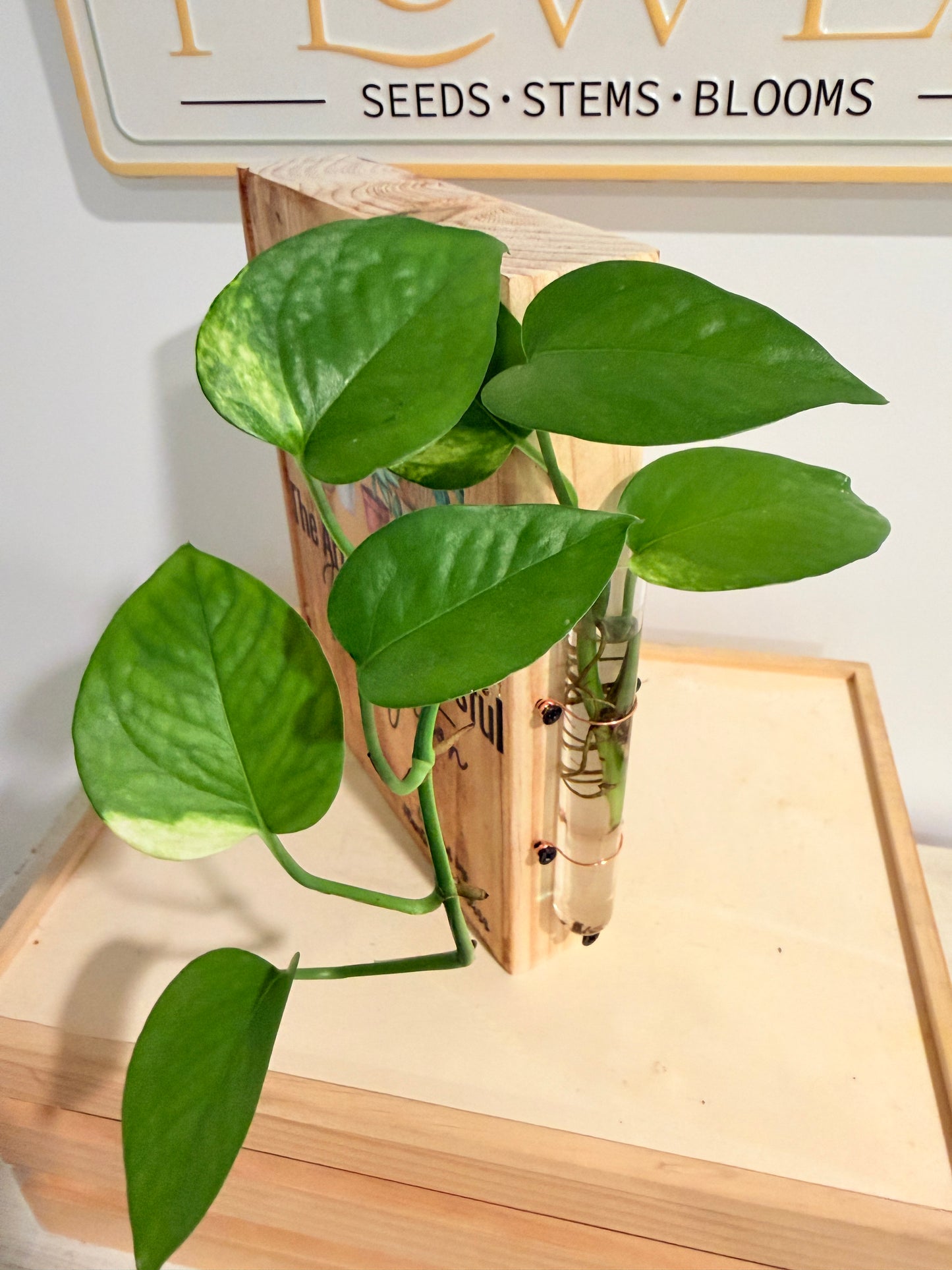 The Art Of Successful Propagation