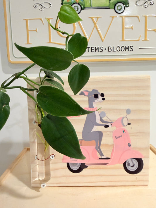 Italian Greyhound on a Vespa