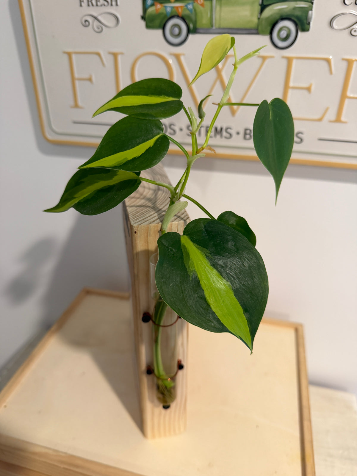 Propagating at Home